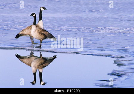 Paire accouplée de bernaches du Canada (Branta canadensis), prairies, le sud de l'Alberta, Canada Banque D'Images