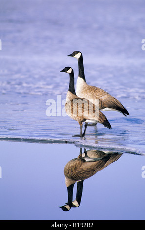 Paire accouplée de bernaches du Canada (Branta canadensis).L'ensemble de Gander est à l'arrière. La Prairie, le sud de l'Alberta, Canada Banque D'Images