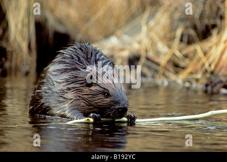 American adultes castor (Castor canadensis) de manger l'écorce d'une branche de peuplier faux-tremble, de l'Ontario, Canada. Banque D'Images