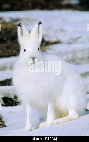 Des profils lièvre arctique (Lepus arcticus), l'île Banks, Territoires du Nord-Ouest, de l'Arctique canadien Banque D'Images