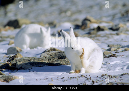 Des profils lièvre arctique (Lepus arcticus) grooming sa patte, dans le nord de l'île d'Ellesmere, Nunavut, Canada l'Arctique Banque D'Images