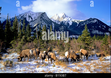 Un troupeau mélangé de bighorn (Ovis canadensis) et l'alimentation de patte dans la neige, de l'Alberta, Canada. Banque D'Images