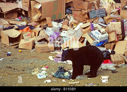 Ours noir (Ursus americanus) à une décharge municipale, centre de la Colombie-Britannique, Canada Banque D'Images