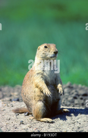 Femelle adulte chien de prairie (Cynomys ludovicianus), des prairies de la Saskatchewan, Canada Banque D'Images