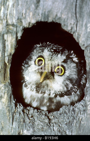 Des profils de Tengmalm (Aegolius funereus) sur le site de sa cavité de nidification, Alberta, Canada Banque D'Images