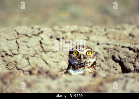 Des profils des terriers (Athene cunicularia) sur le site de l'embouchure de son terrier de nidification. Banque D'Images