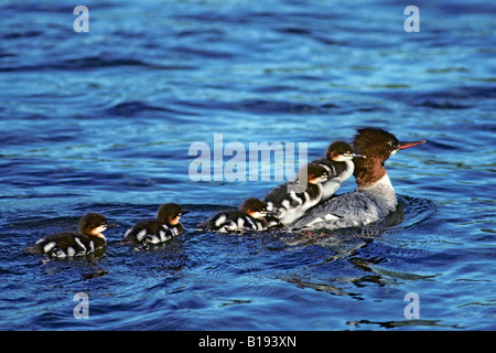 Femme grand harle (Mergus merganser) et les poussins, l'ouest de l'Alberta, Canada Banque D'Images