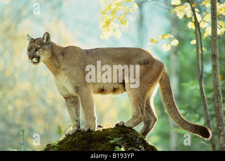 Femelle adulte Cougar (Puma concolor), Alberta, Canada. Banque D'Images