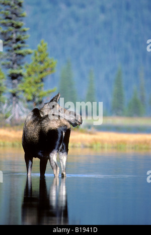 Femelle adulte de l'orignal (Alces alces) manger la végétation aquatique, Banff National Park, Alberta, Canada Banque D'Images