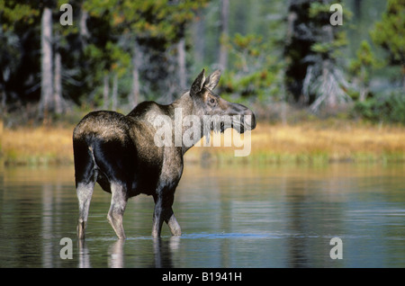 Les orignaux (Alces alces) manger des plantes aquatiques, Jasper National Park, l'ouest de l'Alberta, Canada Banque D'Images