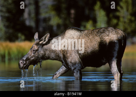 Les orignaux (Alces alces) manger la végétation aquatique, parc national Jasper, l'ouest de l'Alberta, Canada Banque D'Images