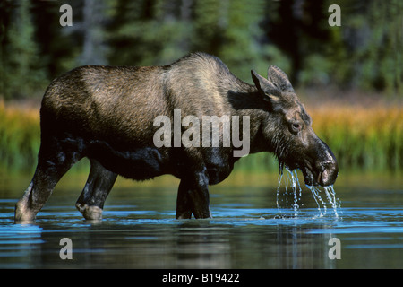 Omment l'orignal (Alces alces) manger des plantes aquatiques, Jasper National Park, l'ouest de l'Alberta, Canada Banque D'Images