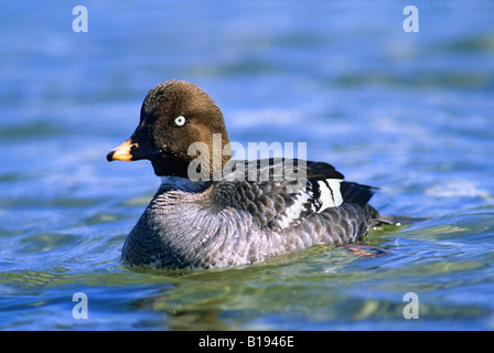 Femme d'or (Bucephala clangula) nager le long de la lisière de glace d'un lac de dégel au début du printemps, le Prince Albert Nation Banque D'Images