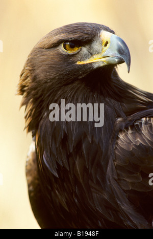 Des profils avec aigle doré (Aquila chrysaetos), Alberta, Canada Banque D'Images