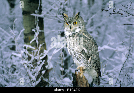 Des profils avec grand-duc d'Amérique (Bubo virginianus) la chasse dans une forêt de trembles. Le nord de l'Alberta Banque D'Images