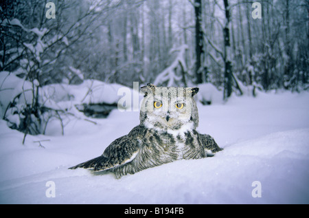 Des profils avec grand-duc d'Amérique (Bubo virginianus) plonger pour les rongeurs dans la neige, Alberta, Canada Banque D'Images