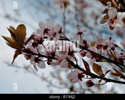 Prunus cerasifera Nigra Flowering plum tree blossom Banque D'Images