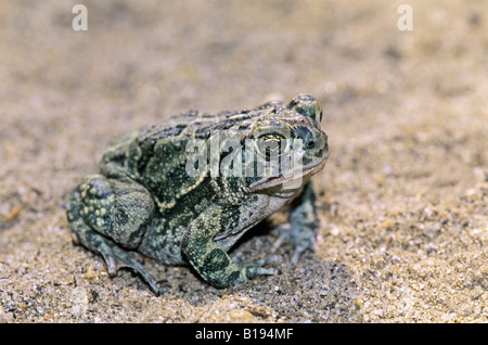 Des profils, crapaud des steppes (Bufo cognatus), les prairies de l'Alberta, au Canada. Banque D'Images