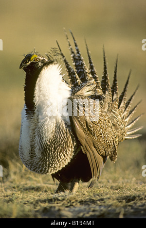 Mâle adulte du tétras des armoises (Centrocercus urophasianus) affichage pendant la parade nuptiale au printemps, les prairies de l'Alberta, au Canada. Banque D'Images