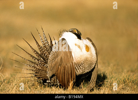 Les mâles adultes se pavane du tétras des armoises (Centrocercus urophasianus), Alberta, Canada. Banque D'Images