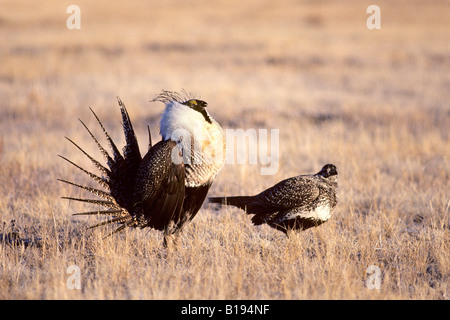 Mâle adulte du tétras des armoises (Centrocercus urophasianus) attirer une femelle sur le terrain communal de printemps se pavanant, prairie g Banque D'Images