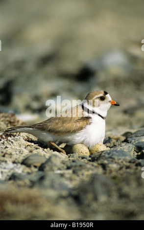 L'incubation des profils pluvier siffleur (Charadrius melodus), parcs de trembles, centre-est de l'Alberta, Canada Banque D'Images