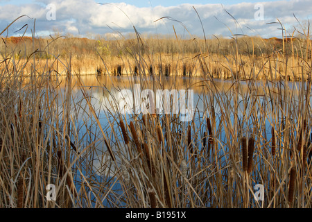 Préserve Vernon Hills Illinois massettes entourent l étang à demi-journée de préserver la forêt petit lac à la fin de l'automne Banque D'Images