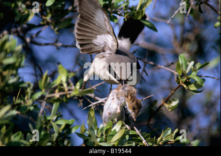 Pie-grièche migratrice (Lanius ludovicianus) empaler un mort souris sylvestre (Peromyscus maniculatus) sur les buissons épineux, prairies Banque D'Images