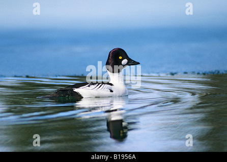 Homme d'or (Bucephala clangula) nager le long de la lisière de glace d'un lac de dégel au début du printemps, de Prince Albert Banque D'Images