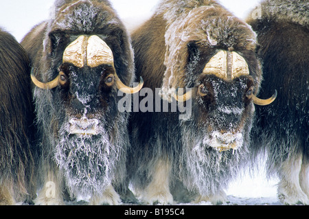 Bull adultes Boeuf musqué (Ovibos moschatus) en position défensive. L'île Banks, Territoires du Nord-Ouest, de l'Arctique canadien. Banque D'Images