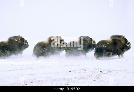 Bull adultes Boeuf musqué (Ovibos moschatus) fuyant. L'île Banks, Territoires du Nord-Ouest, de l'Arctique canadien. Banque D'Images