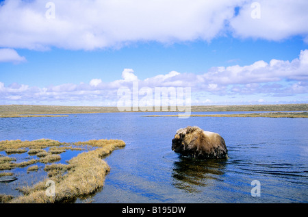 Bull adultes le boeuf musqué (Ovibos moschatus) traverser un lac peu profonds de la toundra, l'île Victoria, Nunavut, Canada Arctique. Banque D'Images