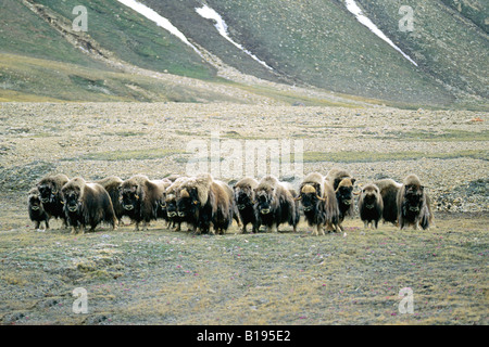 D'âge mixte troupeau de boeuf musqué (Ovibos moschatus), l'île Victoria, Nunavut, Canada l'Arctique Banque D'Images