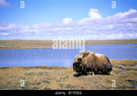 Bull adultes le boeuf musqué (Ovibos moschatus), l'île Victoria, Nunavut, Canada l'Arctique Banque D'Images