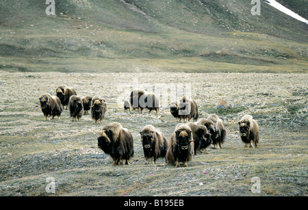 D'âge mixte troupeau de boeuf musqué (Ovibos moschatus), l'île Victoria, Nunavut, Canada l'Arctique Banque D'Images