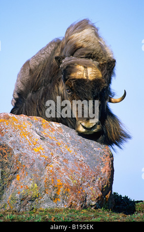 Boeuf musqué bull juvénile (Ovibos moschatus), l'île Victoria, Nunavut, Canada l'Arctique Banque D'Images