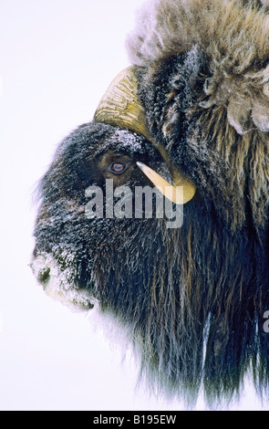 Bull adultes le boeuf musqué (Ovibos moschatus), l'île Victoria, Nunavut, Canada l'Arctique Banque D'Images