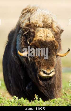 Bull le boeuf musqué (Ovibos moschatus) manger les saulaies, île Victoria, Nunavut, Canada l'Arctique Banque D'Images