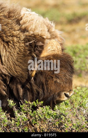 Bull le boeuf musqué (Ovibos moschatus) manger les saulaies, île Victoria, Nunavut, Canada l'Arctique Banque D'Images