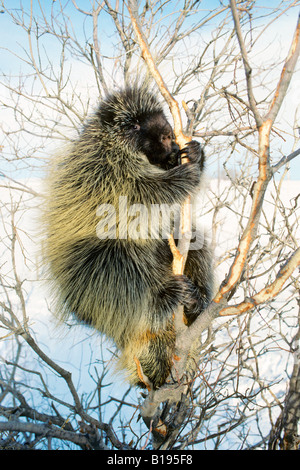 Porcupine adultes (Erethizon dorsatum) qui se nourrissent de l'écorce par une journée d'hiver, les contreforts des Rocheuses, Alberta, Canada Banque D'Images