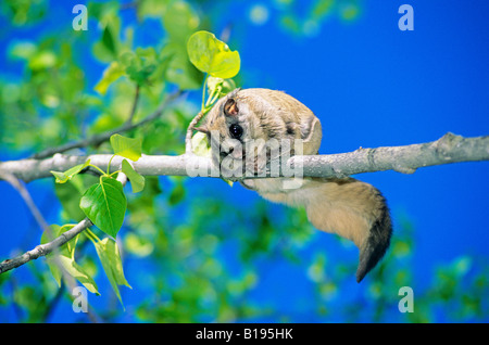 Femelle adulte le grand polatouche (Glaucomys sabrinus) frigtened accidentellement de son nid où elle a quatre infirmiers y Banque D'Images