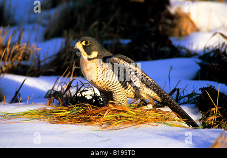 Des profils le faucon pèlerin (Falco peregrinus), l'Alberta, Canada. Banque D'Images