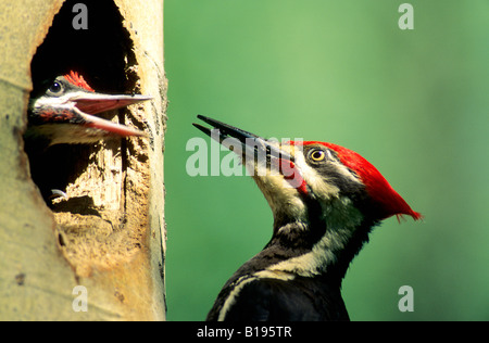 Des profils grand pic (Dryocopus pileatus) nourrir les fourmis charpentières d'un poussin au nid, le nord de l'Alberta, Canada. Banque D'Images