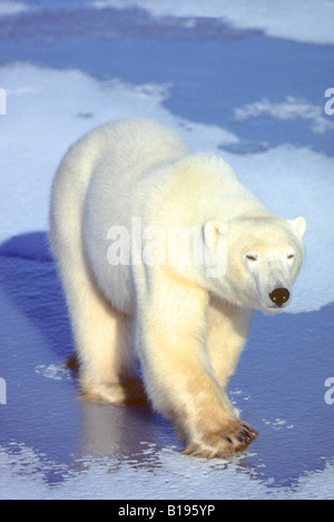 Mâle adulte, l'ours polaire (Ursus maritimus) sur un lac gelé, l'Arctique canadien. Banque D'Images
