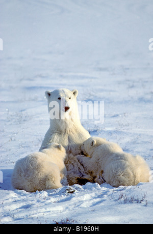 Mère ours polaire (Ursus maritimus) oursons d'un an en soins infirmiers, dans l'ouest de la Baie d'Hudson, Canada. Banque D'Images