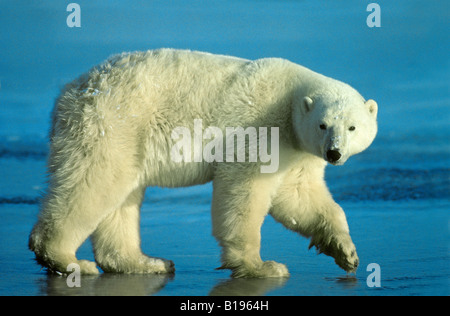 L'ours polaire (Ursus maritimus), ouest de la baie d'Hudson, l'Arctique canadien. Banque D'Images