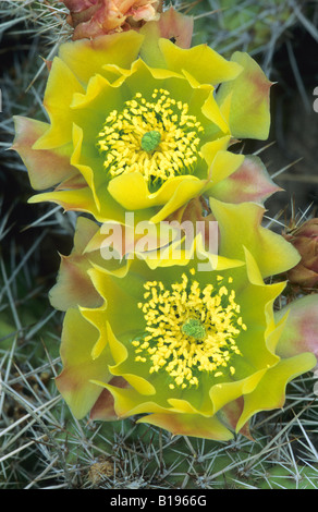 Cactus (Opuntia spp.), les prairies de l'Alberta, Canada Banque D'Images