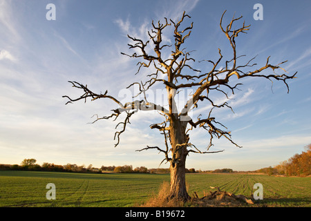 Près de Kenosha WISCONSIN vieux chêne silhouette de tronc et branches contre la fin de l'après-midi après-midi automne ciel champ de blé Banque D'Images