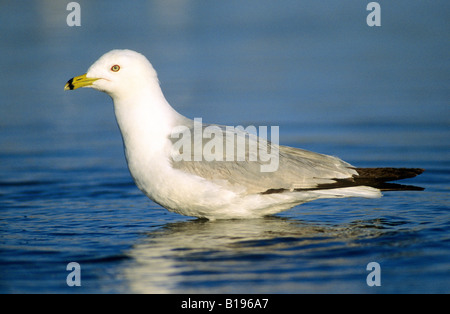 Des profils ring-billed Gull (Larus delawarensis), le sud de l'Alberta, Canada Banque D'Images