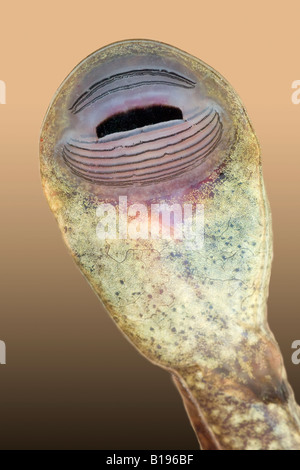 Face inférieure de la tête d'une grenouille à queue des Rocheuses (Ascaphus montanus) tadpole, Yahk River Valley, dans le sud-est de la Colombie-Britannique Banque D'Images